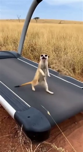 🏃‍♂️🦊What Happens When a Meerkat Meets a Treadmill?