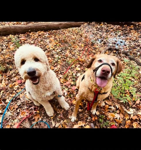 “Sunny” & “Layla” had a nice Adventure Training Lesson with Carol & “Fenton” today. “Layla” got to enjoy her two loves in life: fetch & swim!! “Sunny” was a perfectly behaved lady as always! All 3 dogs practiced recall, focus, canine parkour exercises, and basic manners cues all throughout their time at the park and on the trails. Good doggos! #c2dogtraining #adventuretraininglessons | C 2 Dog Training