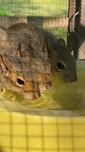 2.7K reactions · 217 shares | The #squirrels were sharing the water hole tonight ❤️️️️ | Wild Souls Wildlife Rescue and Rehab | Facebook