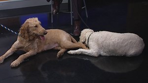 Adopt-a-Pet: Tessa and Moana are ready for a new 'leash' on life