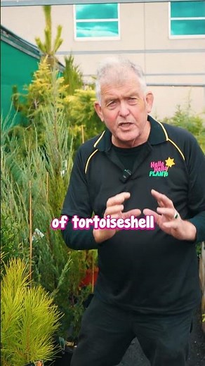 Stone Pine is the best pine tree to grow in your garden!✨