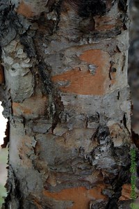 Betulaceae Betula nigra - river birch (Lab 01)