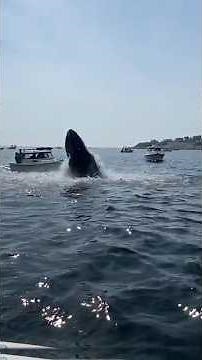 The Predator's Logs #shorts