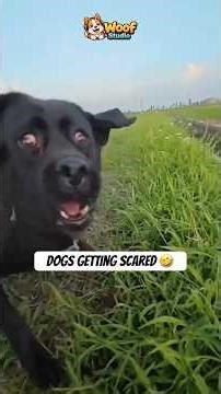 Dogs getting scared compilation 🤣🐕 #dogshorts #pets #funny #doglife #funnypets #dogs #dogvideos