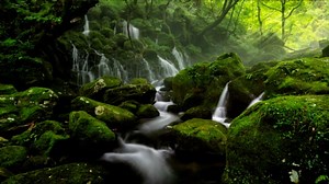 Trees, Atmosphere, Loop. Free Stock Video