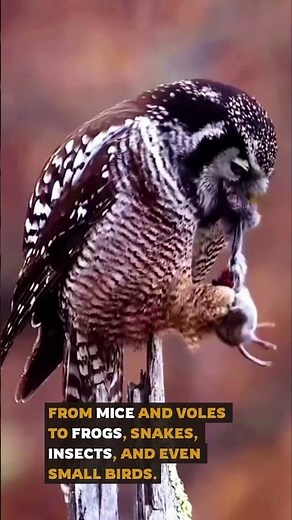 Silent Hunters of the Night: How Owls Hunt