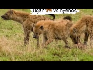 tiger vs hyenas/tiger vs hyenas attack/Tiger vs Hyenas: Epic Battle/Hyenas Attack Tiger