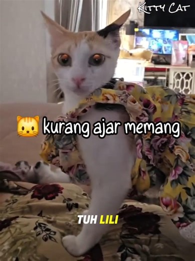 Kucing Ini Mau Nitipin Anaknya Sama Mamaknya Karna Iya Mau Liburan 🐱 #kucing #kucinglucu #kucingoyen