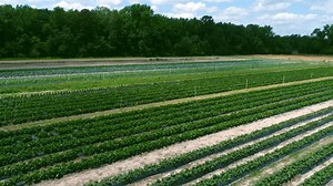 Dorr Farms is a u-pick family farm in Gable, SC that grows strawberries, blueberries, blackberries and a variety of other seasonal produce. They also collect and package honey on the property. | Making It Grow