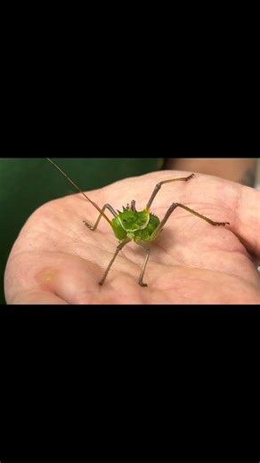 At The Bug Parc it’s important for our team to breed as many animals in our care as possible, but some are really difficult to breed, especially if it’s not been done before and there is no known tried and tested method. Ted, is our specialist working with Orthoptera and he has now managed to breed our armoured crickets from South Africa. This is an amazing achievement. Here you can see a juvenile in perfect condition. Breeding our captive animals will ensure we always have animals for our displ