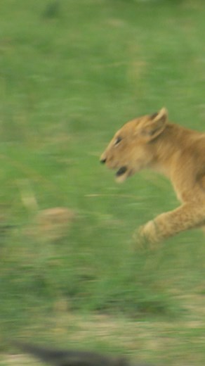 445K views · 4.3K reactions | Lion cub Leo is in grave danger as he's caught in the midst of a buffalo stampede. | Love Nature | Facebook