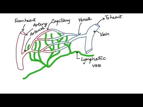 HOW IS LYMPH FORMED? HUMAN PHYSIOLOGY: CHAPTER 18- ISC / CBSE 11