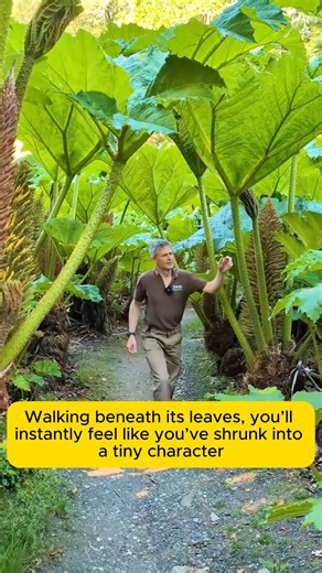 Wide-spreading taro plant grown as an ornamental plant #gardeningisfun #gardeningtime #gardeningday #gardeningproblems #gardeninggoals | Gardenning Moment