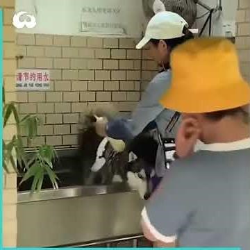 Dramatic Husky Dog Screams While Getting A Bath From Mom