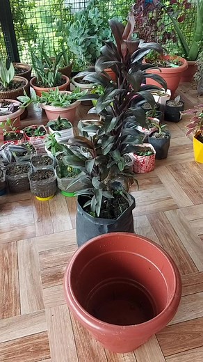 2.8K views · 54 reactions | Propagating Cordyline Plant from cutting. 6 months update #propagation #cordylinefruticosa #cordyline | Flower lovers | Facebook