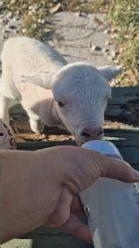 6am Lamb Feeding 🐏🐑🍼🍶 #lamb #farm #farmanimals #homesteading #sheep #dorper #farming #bam #australia