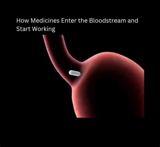 Schoolof Biology on Instagram: "When we take medicine orally, it first passes through the digestive system 💥 The tablet or capsule breaks down in the stomach or small intestine, where the drug dissolves in fluids and begins the absorption process. This step is crucial because only dissolved drug molecules can move across the lining of the gut and enter the bloodstream. Once absorbed, the drug molecules travel through tiny blood vessels into the circulatory system. The bloodstream acts as the bo