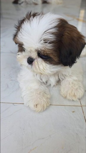 🎀 Cute Shih Tzu Puppy Looking for a Loving Home 🏡💖 #shihtzu