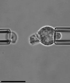 科学家在显微镜下“调戏”中性粒细胞