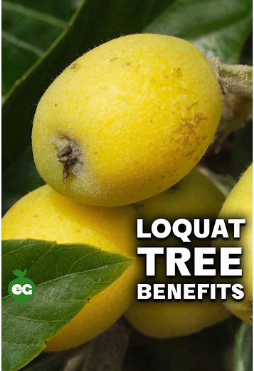 Benefits of Growing a Loquat Tree in Your Backyard