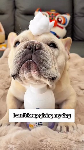 Washing a dog without water?! 🧐🐶 Comment “Bath” and I’ll DM the 🔗 to you instantly! Or simply search Waterless Dog Shampoo on our site ✨ | Howlsyourday