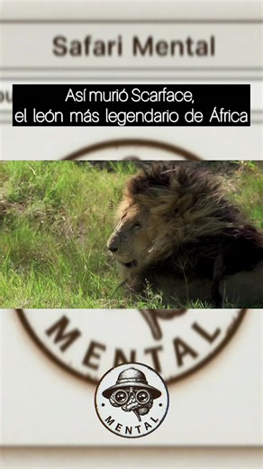 La leyenda de Scarface: el rey de los leones