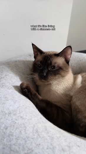 Tofu's Siamese Cat Meows Compilation: Growing Up with a Talkative Siamese Cat