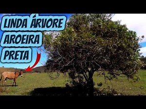 Árvore Aroeira preta. Planta medicinal e uma das madeiras mais resistentes Myracroduon urundeuva