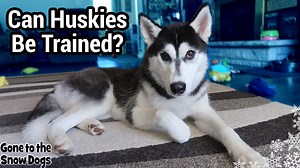38K views · 3.4K reactions | Can Huskies be Trained? I feel like we...