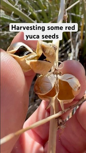 Harvesting some red yucca seed pods ￼#garden #desertplants #plants #seeds