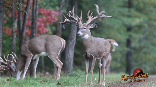 Apple Creek Whitetails Ranch on Reels