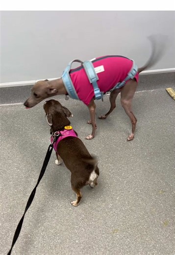 Jasmine's Successful Spay Surgery