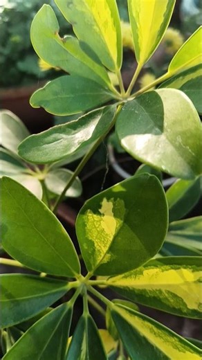 Schefflera Plant Care Tips | Indoor Green Beauty #Garden #Shorts #Viral