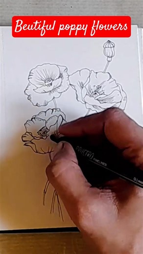 Easy Poppy Flower Drawing 🌺 in 60 Seconds