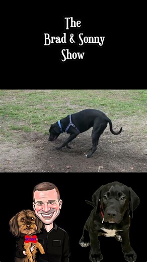 Lab Pointer Digs a Hole and Chills in the Dirt!