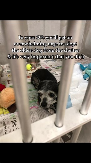 The greatest gift🎁 #chiuhuahuasoftiktok #dogsoftiktok #rescuedog #adoptdontshop #doglover