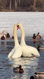 Swans are known for forming lifelong partnerships, moving through the water side by side with remarkable coordination. Watch as they nuzzle and touch, their elegant movements a quiet display of connection and trust. In their world, partnership means teamwork, companionship, and staying together through every season. | Roar Wildlife News