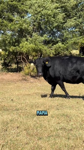 11K views · 632 reactions | Look at the new angus bull calf I found in our pasture today! That’s 3 bulls so far this season. #ranch #farmlife #farmanimals #cow #cattle | Hot Mess Ranch | Facebook