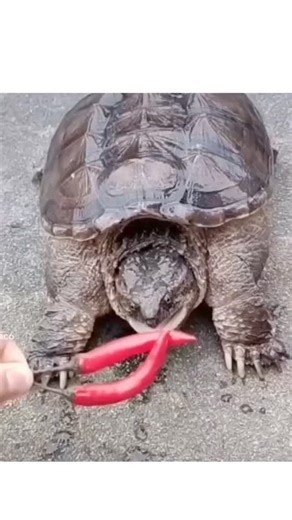 street_decode on Instagram: "The post features a 11-second video of a person using tongs to feed a red chilli pepper to a snapping turtle on concrete, shared by meme account @Jbanklestankle1 as a light-hearted shitpost, amassing 4.7 million views and 11,000 likes within a day. Reptiles like turtles lack TRPV1 receptors that detect capsaicin's heat in mammals, meaning the turtle experiences no burn, a fact echoed in top replies and supported by peer-reviewed studies on vertebrate pain receptors.