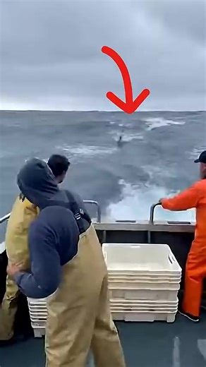 Exploring Marine Life with National Geographic