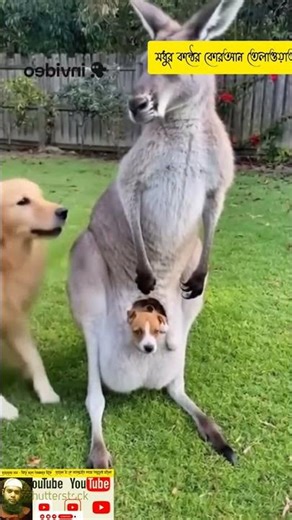 মধুর কন্ঠের কোরআন তেলাওয়াত সুবাহান আল্লাহ, #duet #vlogwithsohelvillagelifestyleinbangladeshbeautifu