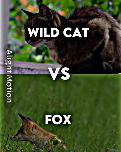 Wild Cat Vs Fox #capcut #alightmotion #fights #fight #versus #vs #battles #battle #animals fight #forceddebate #debates #debate #animalfight #animalbattle #animalversus #animaldebate #ani #adaptive #categorys #categoriesbattle #versusbattle #vsfight #versusvideo #versus #fyp #fy #4u #foryou #viral #foryoupage #ffyyyy #foryoup #forypage #fyoufage #fyppp #fyyyyyyyyyy #fypppppp #viralvideo #fyviral #foryouviralvideo #viralvid #fypage #fyyyyyyypppp #fypyypypypy #foryouuuuuu #viralvideo #viralvideos