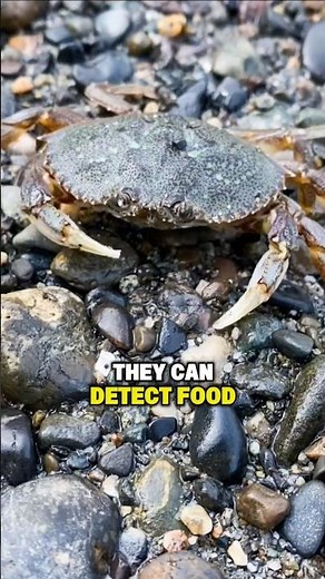 Coconut crabs crack coconut like #animals #wildanimals #wildlife #animallovers #nature