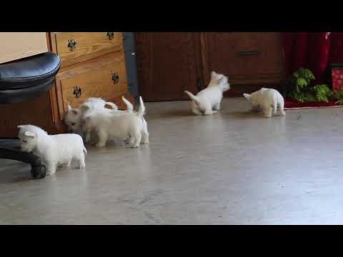 West Highland Terrier Puppies For Sale