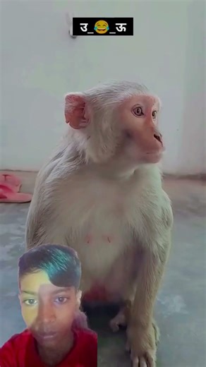 Suraj Rox Comedy 🤣#edit #shortvideo