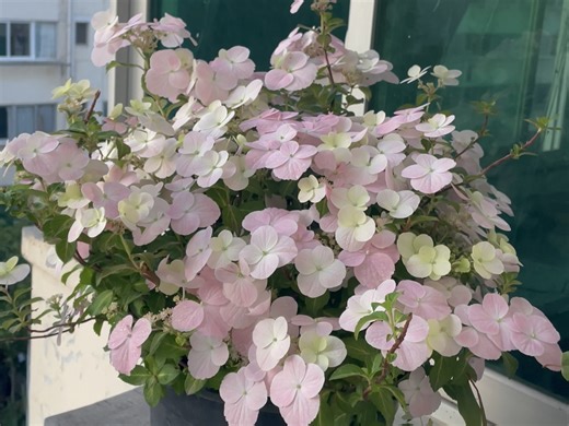 粉色落跑新娘绣球终于开花啦