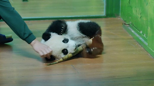 Weightlifting is a great way to build a panda's upper body strength. And that huge bamboo shoot is about to become the key to an amazing strength training journey. (Mei Zhu) #HiPanda #CCRCGP #PandaFun #HowGiantPandasGrowUp #BestJobInTheWorld For more panda information, please check out: https://en.ipanda.com | iPanda