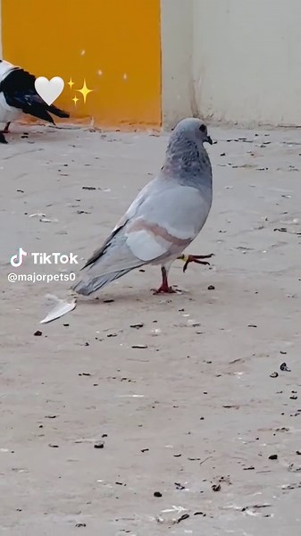 Caring for Your Pet Pigeon: A Complete Guide