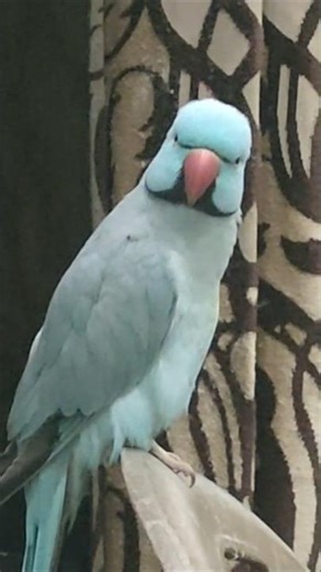 World's Smartest & Talented Talking Parrot Kiwibeta 👑🔥
