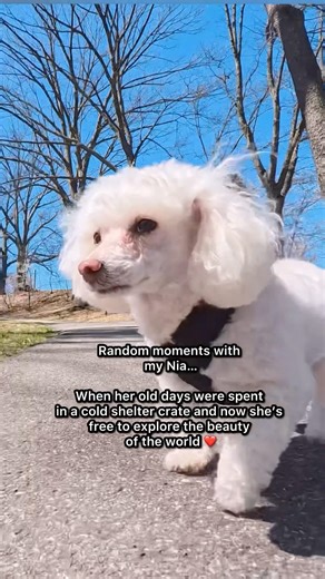 The REAL Reason I Take My Rescue Dog Everywhere